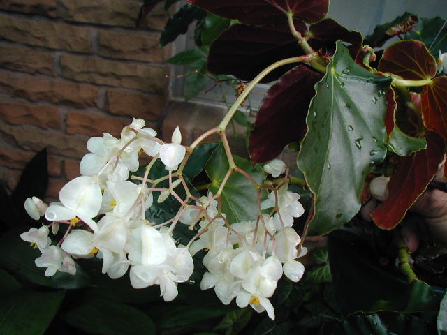 B. ‘Irish Eyes’
